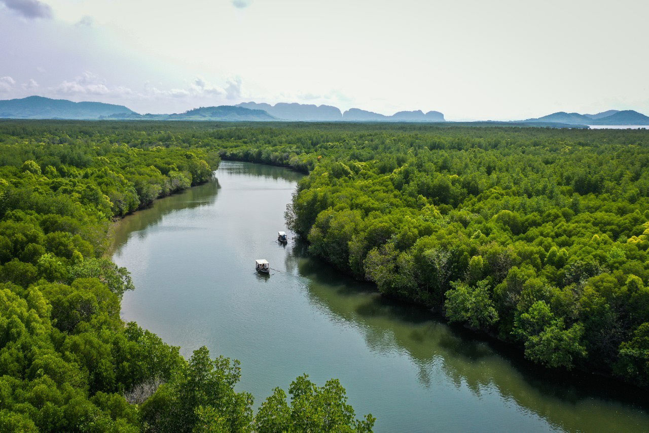 Mangrove-Forest-Tour-at-Pimalai-Resort-and-Spa